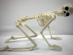Скелетон 40см