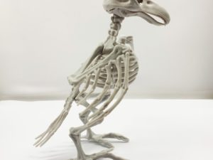 Скелет Ворона